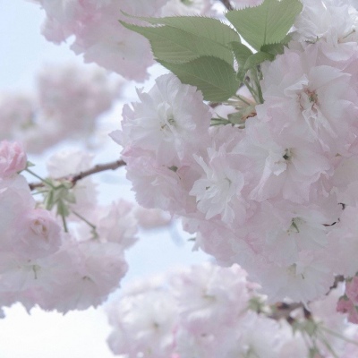 Furry黑白线稿教程福瑞交流群